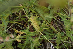 Ocimum burchellianum