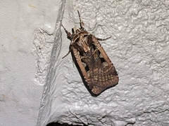 Parabagrotis