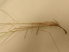 Brachypodium phoenicoides