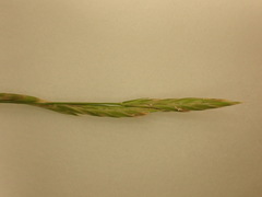 Brachypodium phoenicoides