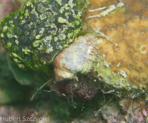 Coralliophila galea observed 2022-05-10