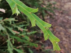 Alatae