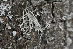 Ramalina calicaris