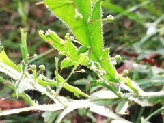 Alatae