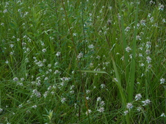 Rhynchospora latifolia