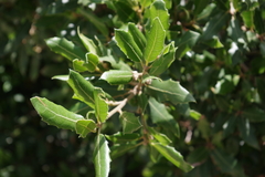 Quercus ilex