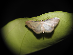 Idaea politaria