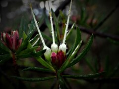 Darwinia procera