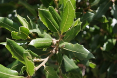 Quercus ilex