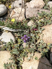 Dracocephalum pinnatum