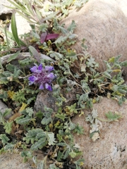 Dracocephalum pinnatum