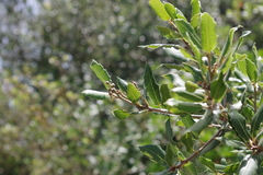 Quercus ilex