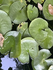 Nymphaea