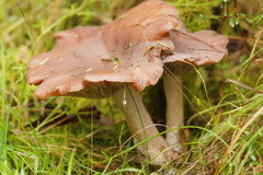 Leucopaxillus eucalyptorum