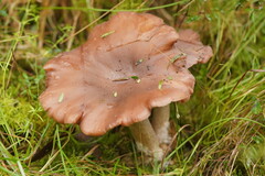 Leucopaxillus eucalyptorum
