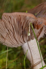 Leucopaxillus eucalyptorum