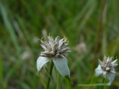 Rhynchospora latifolia