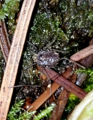 Dendrolasma mirabile