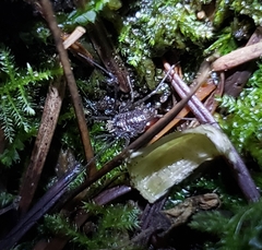Dendrolasma mirabile