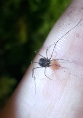 Dendrolasma mirabile