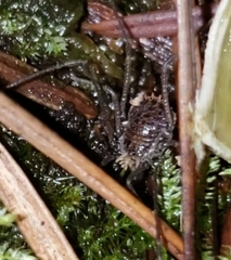 Dendrolasma mirabile