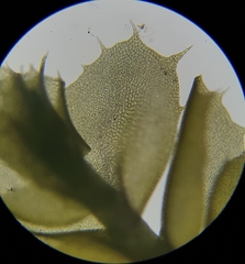 Plagiochila punctata