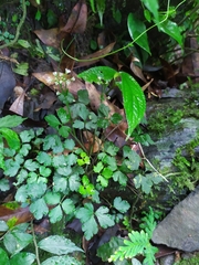 Sanicula lamelligera