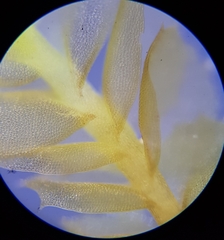 Plagiochila punctata