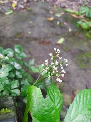 Sanicula lamelligera