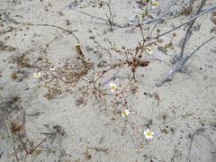 Amauria brandegeeana