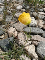 Papaver nudicaule