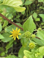 Wollastonia
