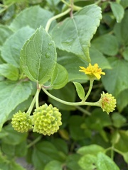Wollastonia