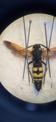 Scolia fuciformis