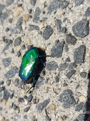 Ischiopsopha wallacei