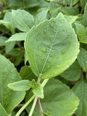 Wollastonia