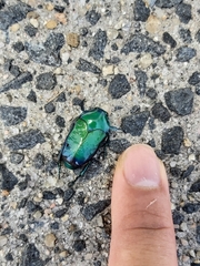 Ischiopsopha wallacei