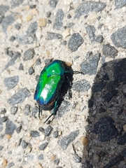 Ischiopsopha wallacei