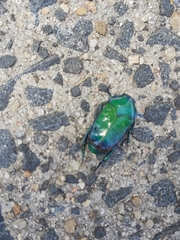 Ischiopsopha wallacei