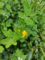 Chelidonium majus
