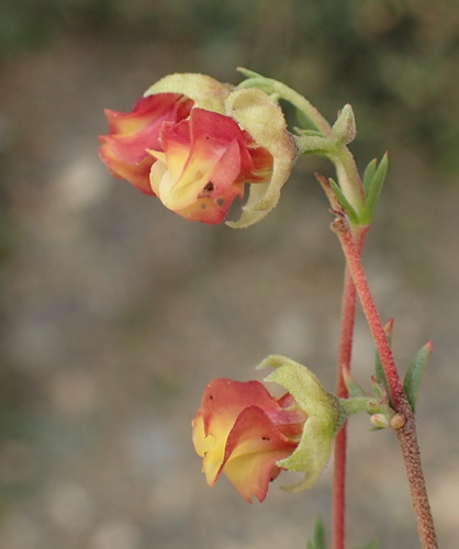 Image of Hermannia filifolia by (c) Nicola van Berkel, some rights reserved (CC BY-SA)