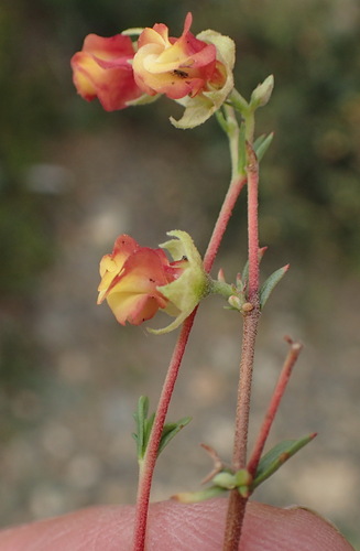 Image of Hermannia filifolia by (c) Nicola van Berkel, some rights reserved (CC BY-SA)