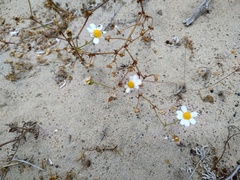 Amauria brandegeeana