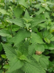 Lamium album