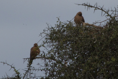 Falco rupicoloides