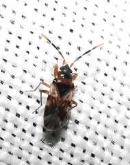 Scolopostethus cognatus