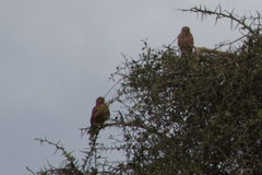 Falco rupicoloides