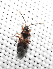 Scolopostethus cognatus