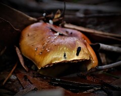 Cortinarius sinapicolor