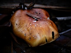 Cortinarius sinapicolor